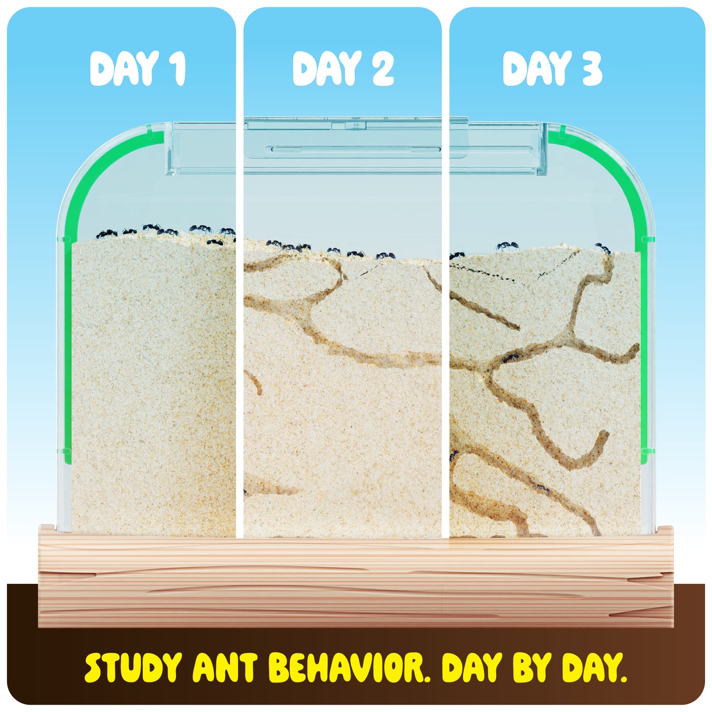 Dan&Darci Ant Farm Kit - Includes Ant Discount Coupon