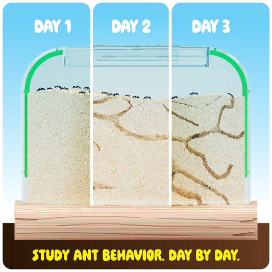 Dan&Darci Ant Farm Kit - Includes Ant Discount Coupon