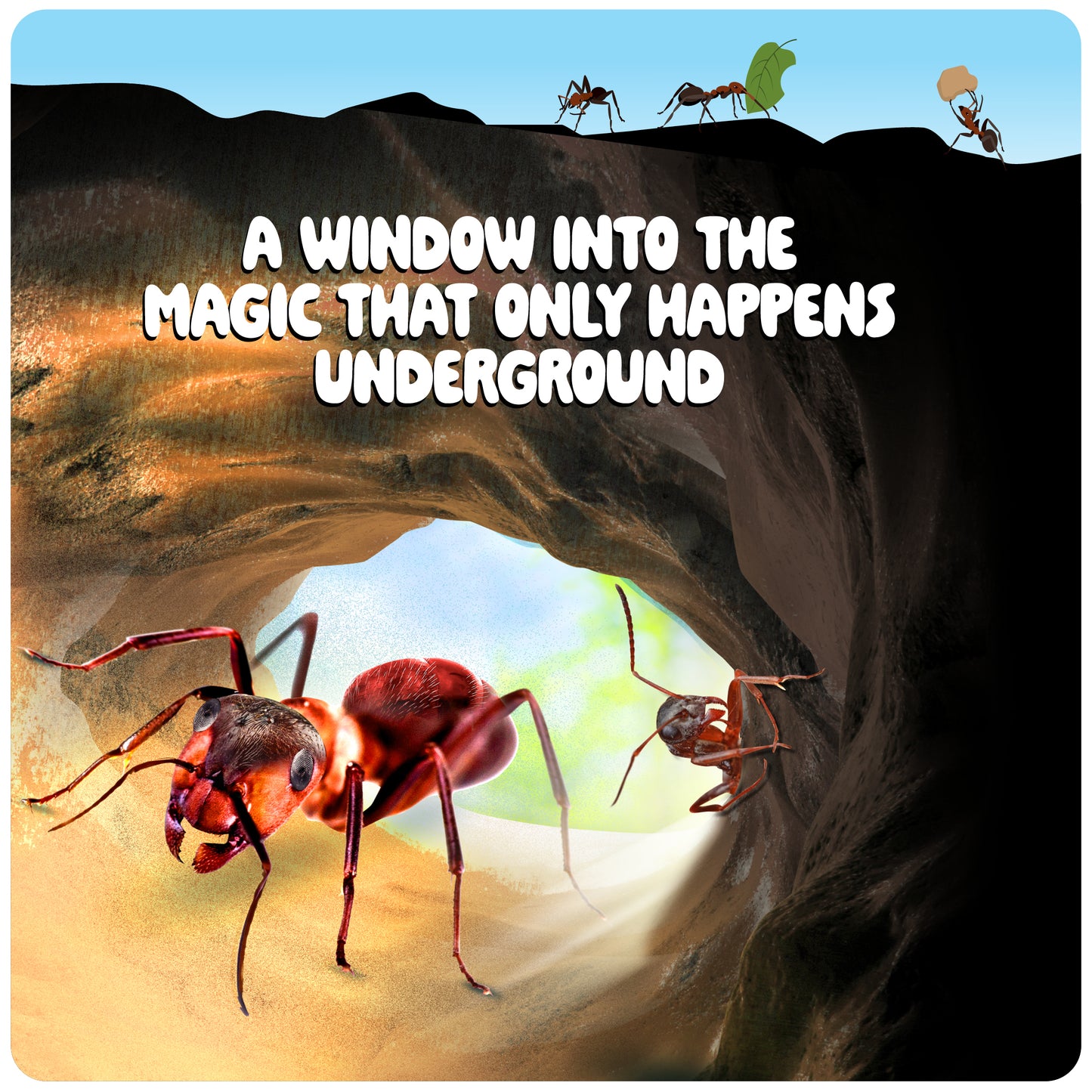 Dan&Darci Ant Farm Kit - Includes Ant Discount Coupon