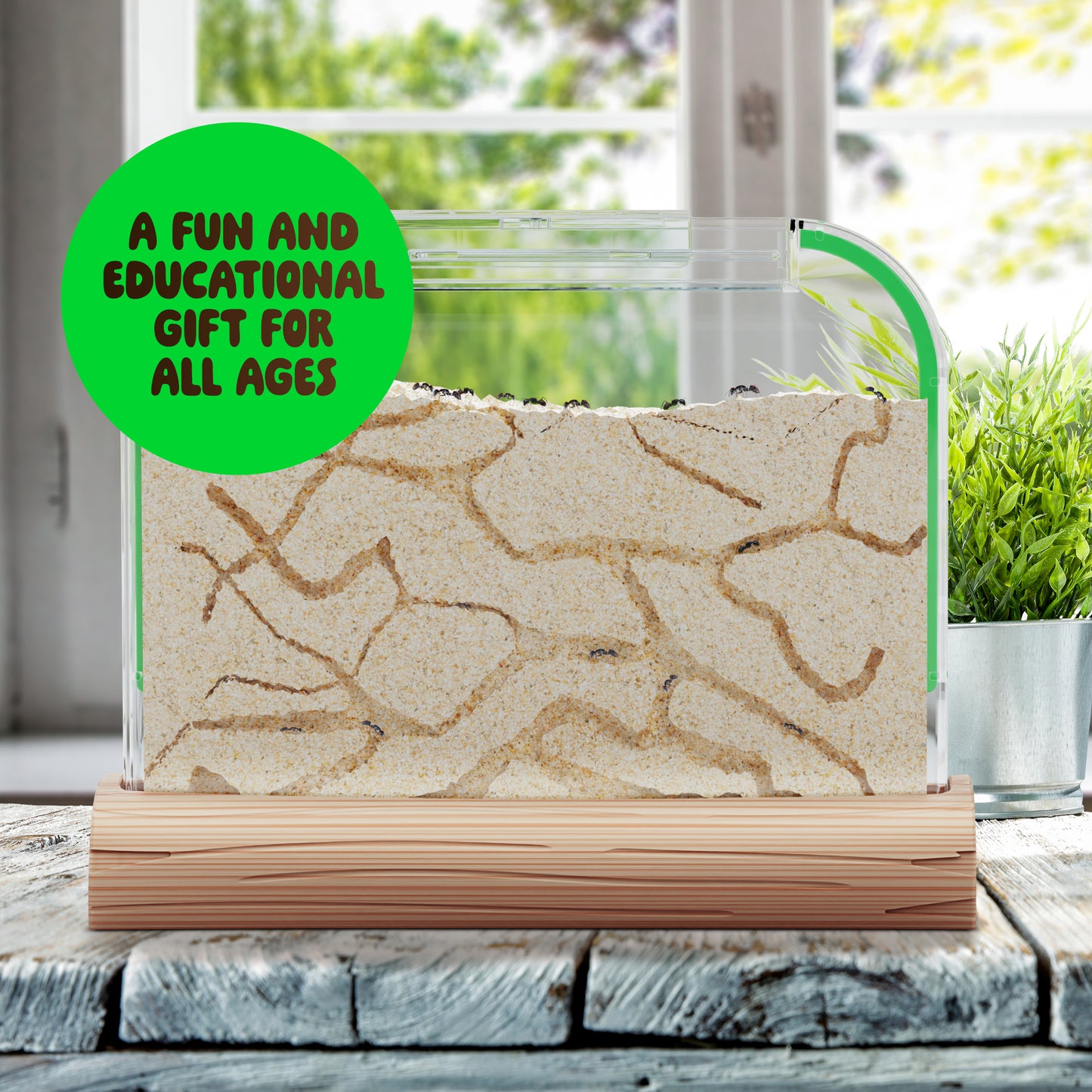Dan&Darci Ant Farm Kit - Includes Ant Discount Coupon