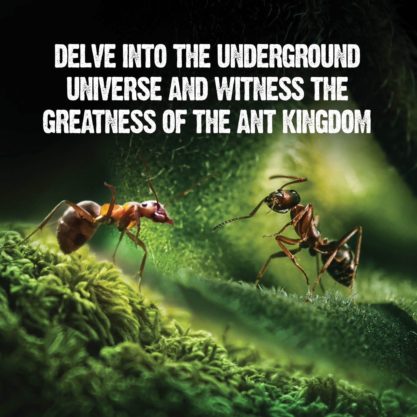 Dan&Darci Light-up Ant Terrarium - Includes Discount Ant Coupon