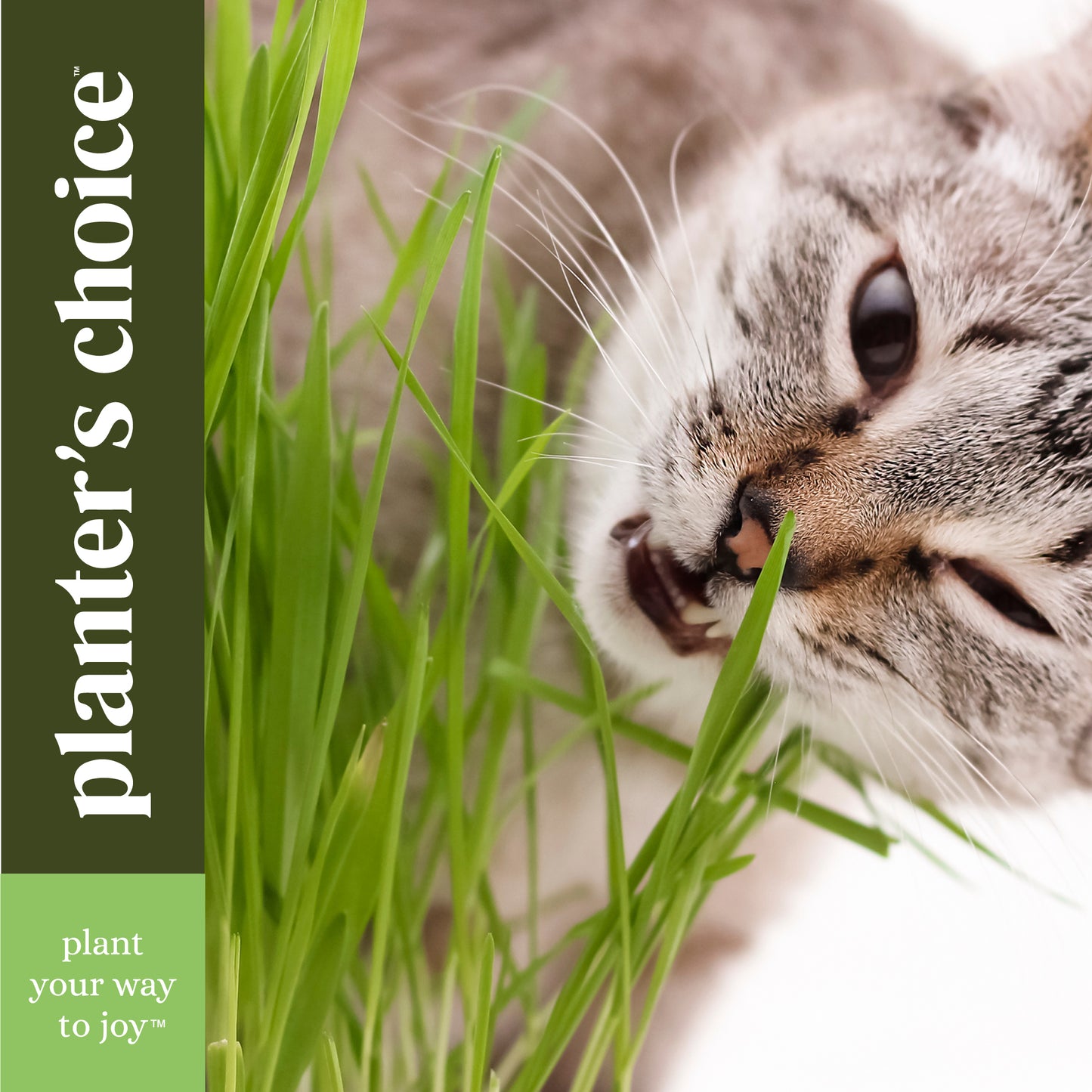 Planter's Choice Cat Grass Growing Kit - 3 Complete Kits