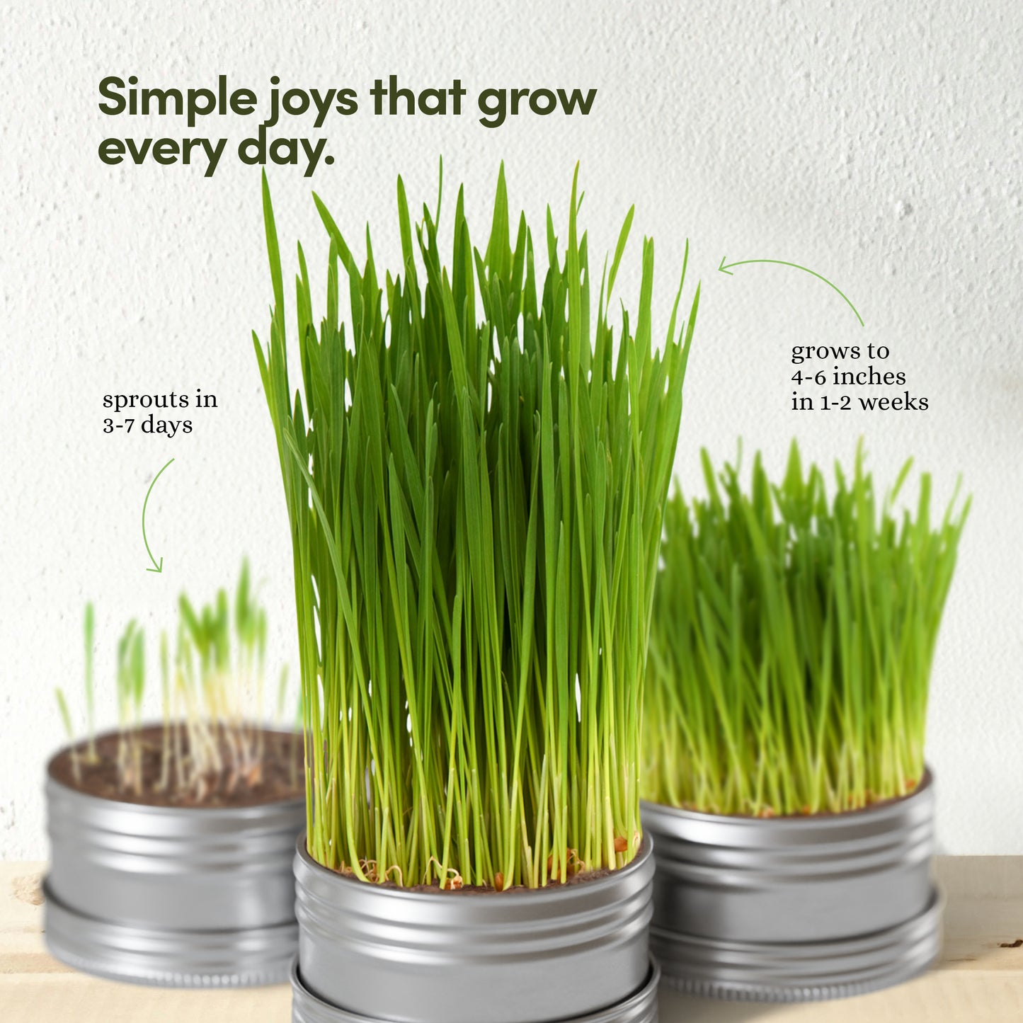 Planter's Choice Cat Grass Growing Kit - 3 Complete Kits