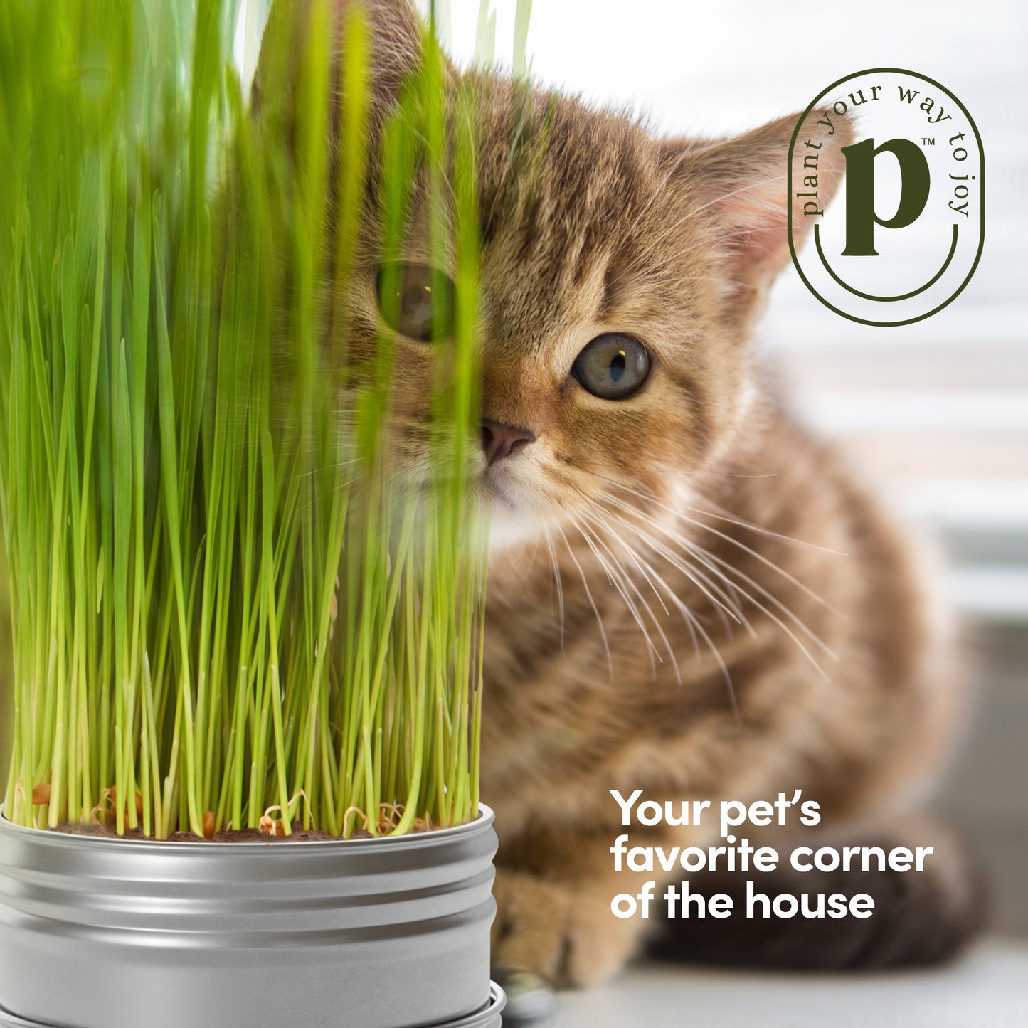 Planter's Choice Cat Grass Growing Kit - 3 Complete Kits