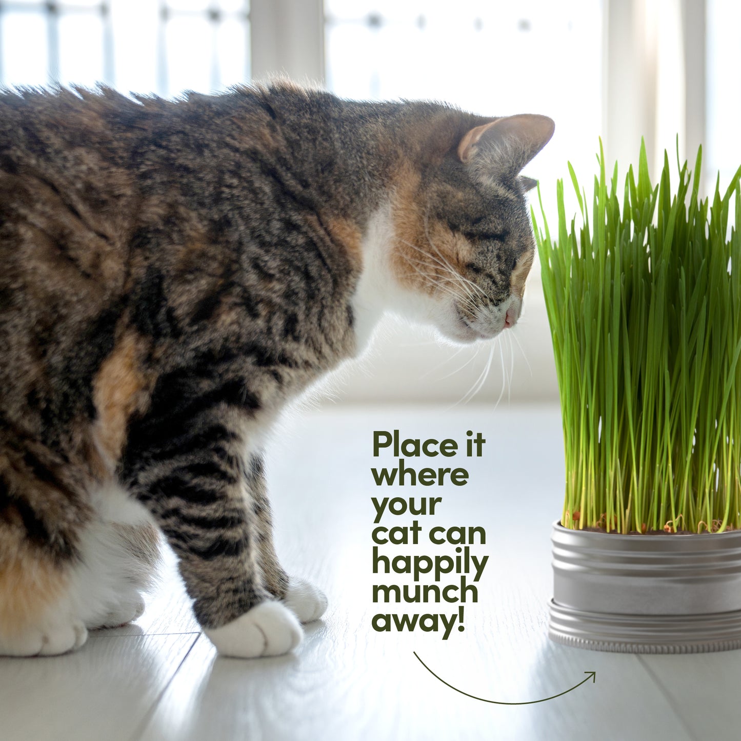 Planter's Choice Cat Grass Growing Kit - 3 Complete Kits