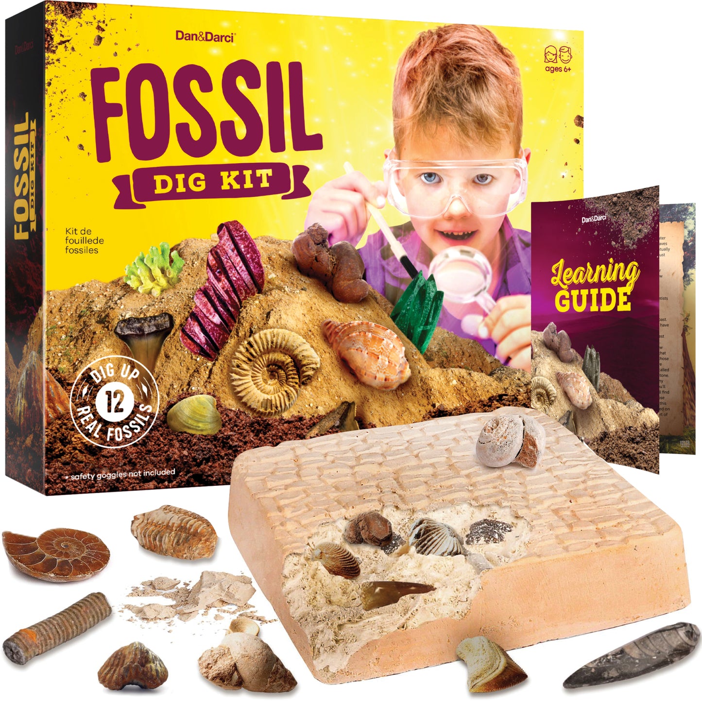 Dan&Darci Fossil Dig Kit - 12 Real Fossils