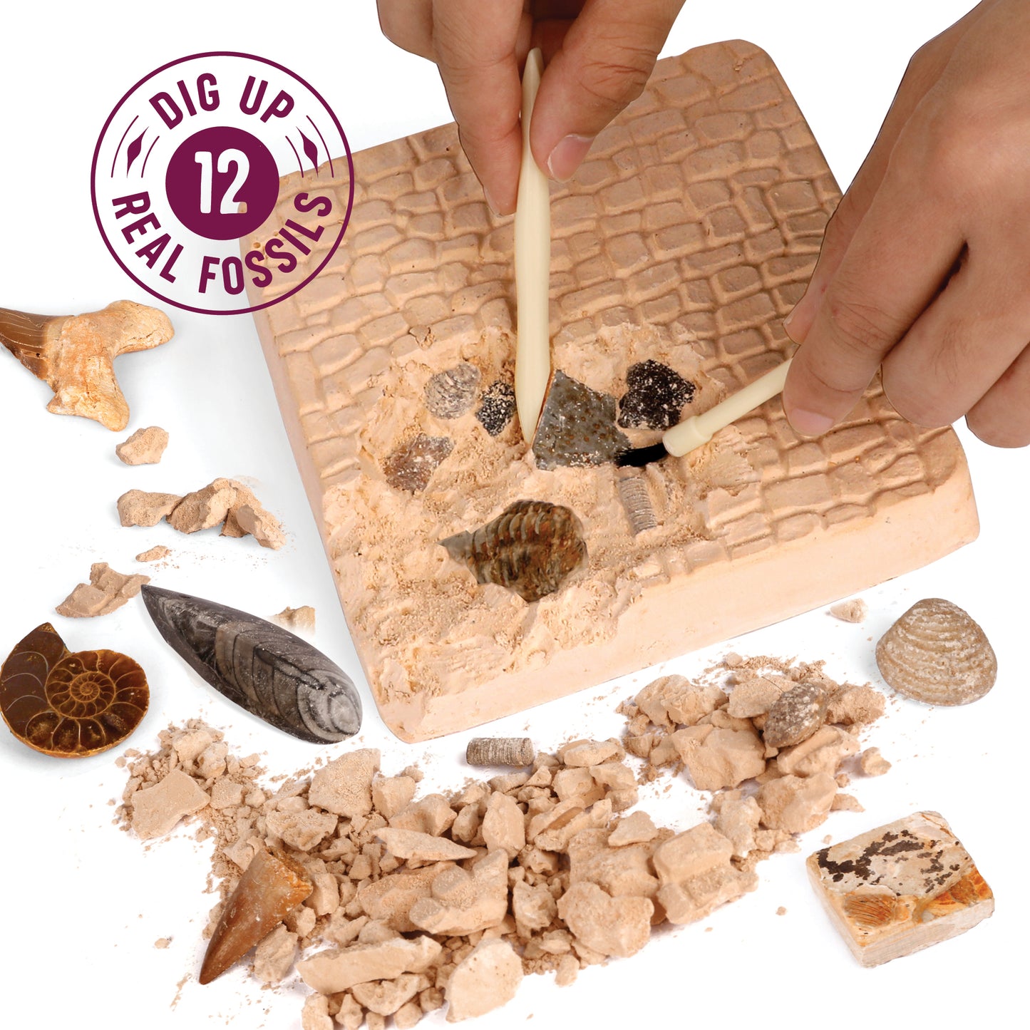 Dan&Darci Fossil Dig Kit - 12 Real Fossils