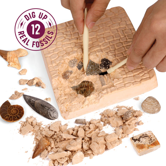 Dan&Darci Fossil Dig Kit - 12 Real Fossils