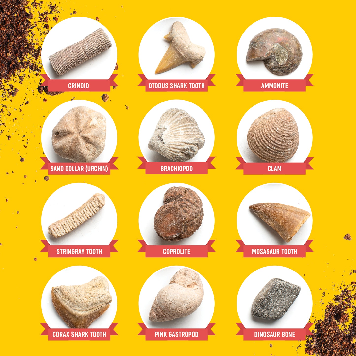 Dan&Darci Fossil Dig Kit - 12 Real Fossils