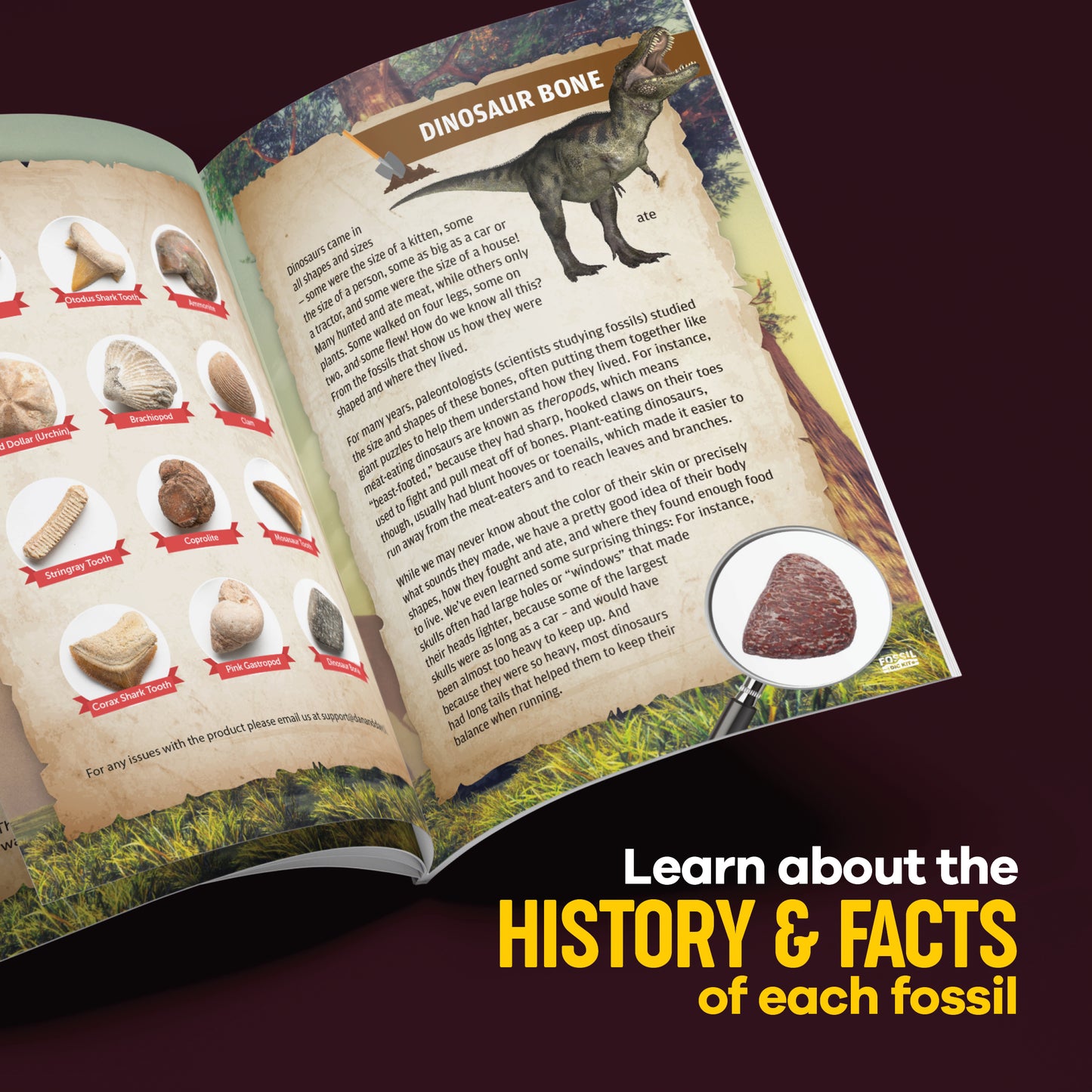 Dan&Darci Fossil Dig Kit - 12 Real Fossils