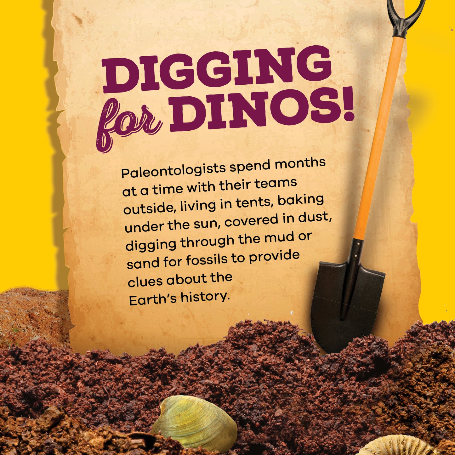 Dan&Darci Fossil Dig Kit - 12 Real Fossils