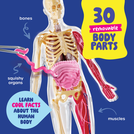 Dan&Darci Squishy Human Anatomy Squishy Body Model