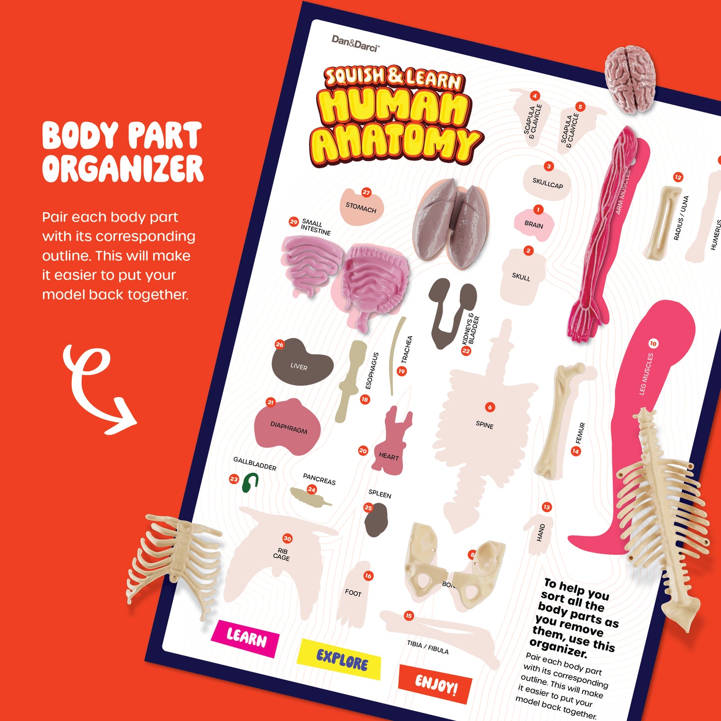Dan&Darci Squishy Human Anatomy Squishy Body Model