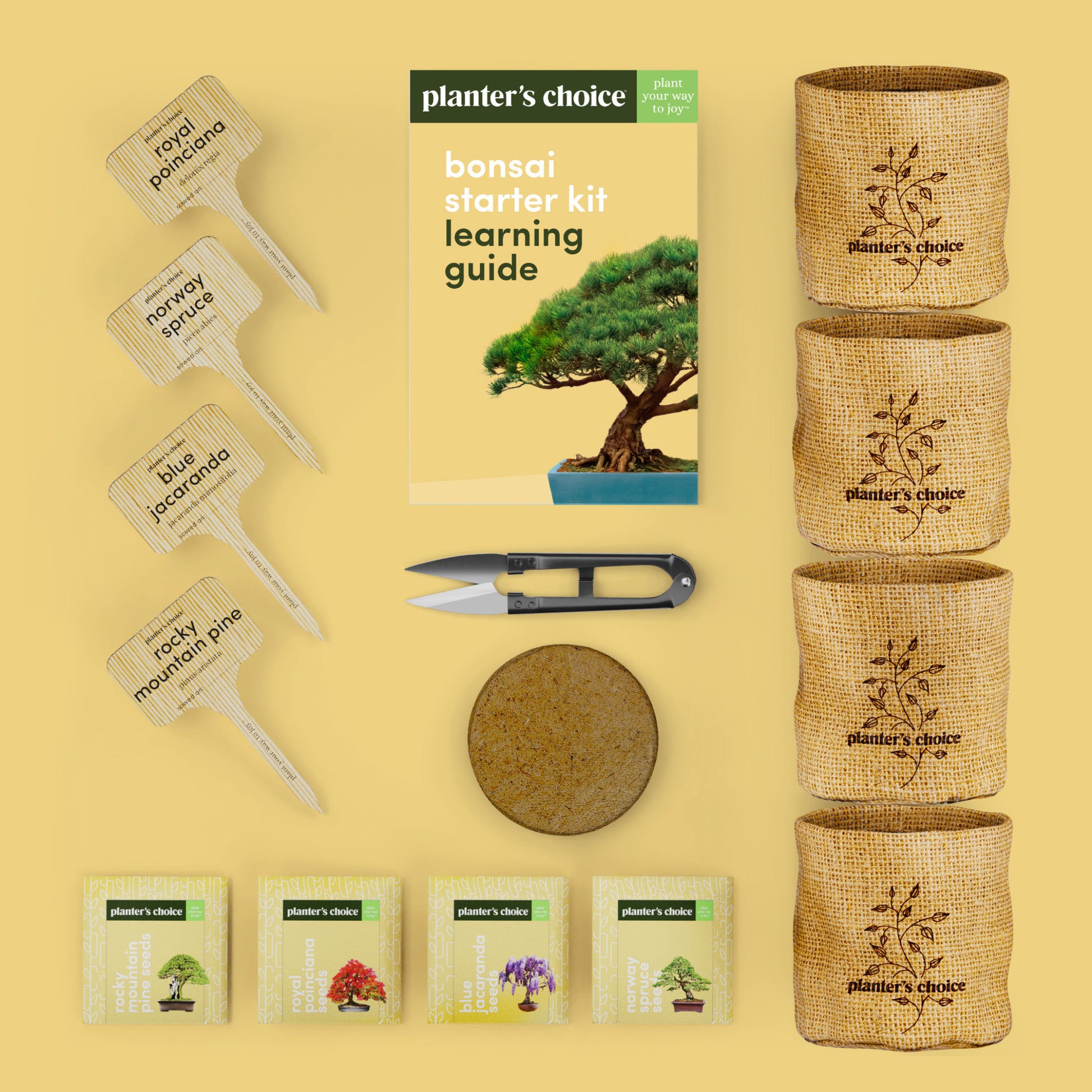 ficus bonsai tree starter kit Bonsai