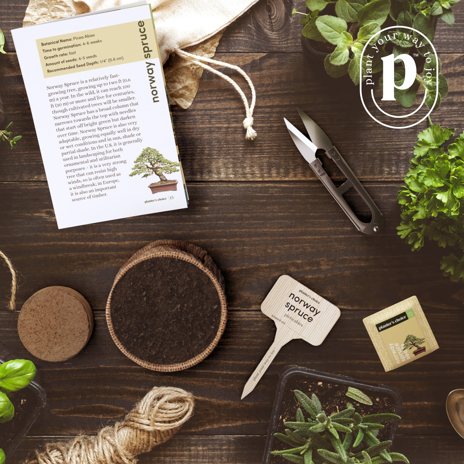 bonsai tree kit barnes and noble Bonsai