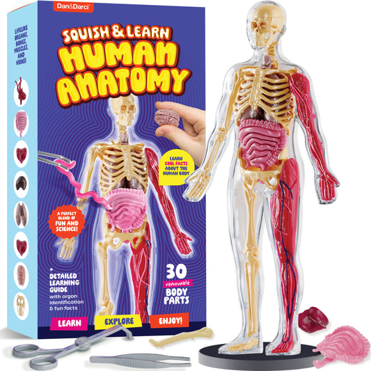Dan&Darci Squishy Human Anatomy Squishy Body Model